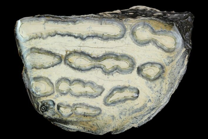 Polished Mammoth Molar Section - South Carolina #125519